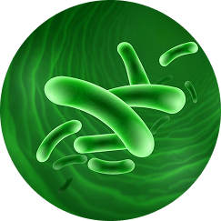 Lactobacillus Acidophilus