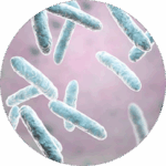 Lactobacillus Fermentum