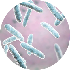 Lactobacillus Fermentum