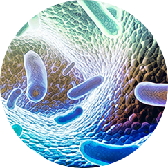 Lactobacillus Reuteri